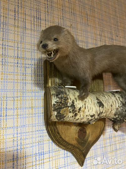 Чучело голубой норки