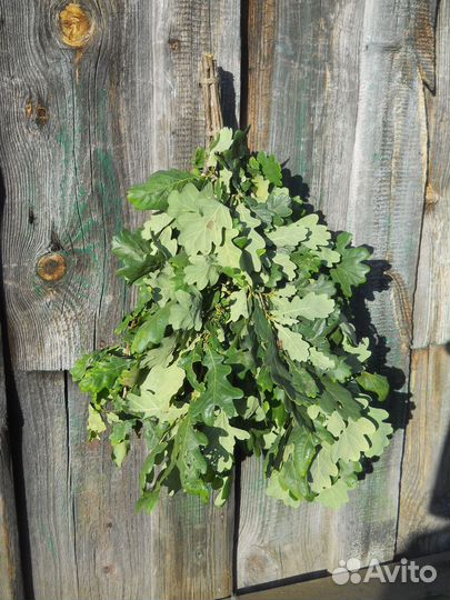 Веники березовые и дубовые для бани