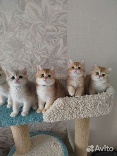 Золотые котята