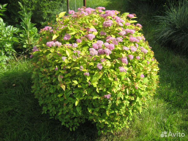 Спирея японская Golden Princess