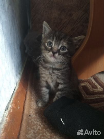 Котики и кошечка