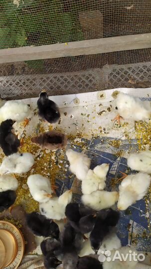 Яйца инкубационные