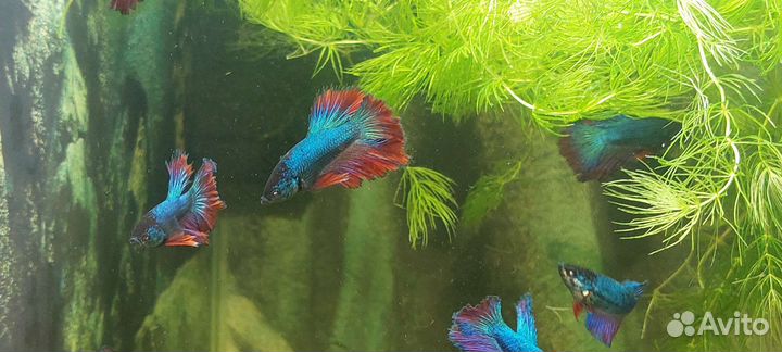 Рыбка петушок