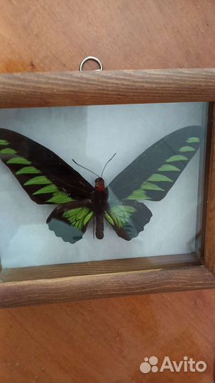 Бабочки в рамках Новая Гвинея