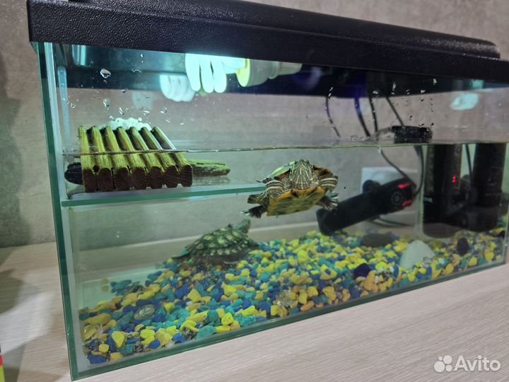 Красноухие черепахи