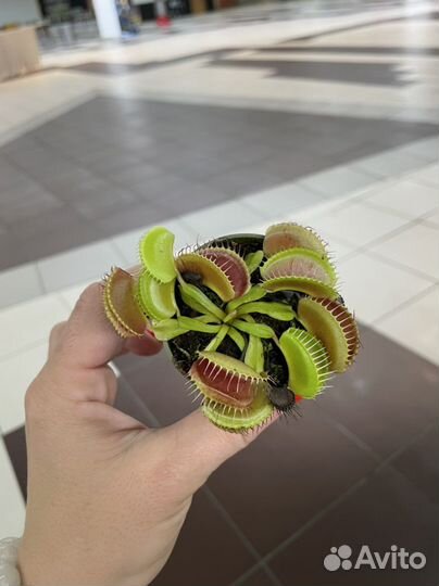 Венерина мухоловка Комнатные растения