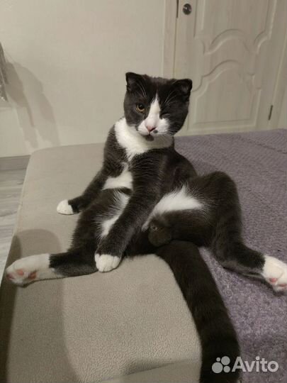 Британский вислоухий кот