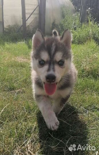 Щенки сибирской хаски