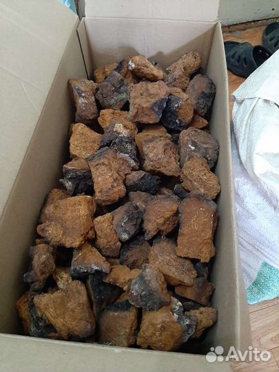 Березовый гриб чага продам.береза