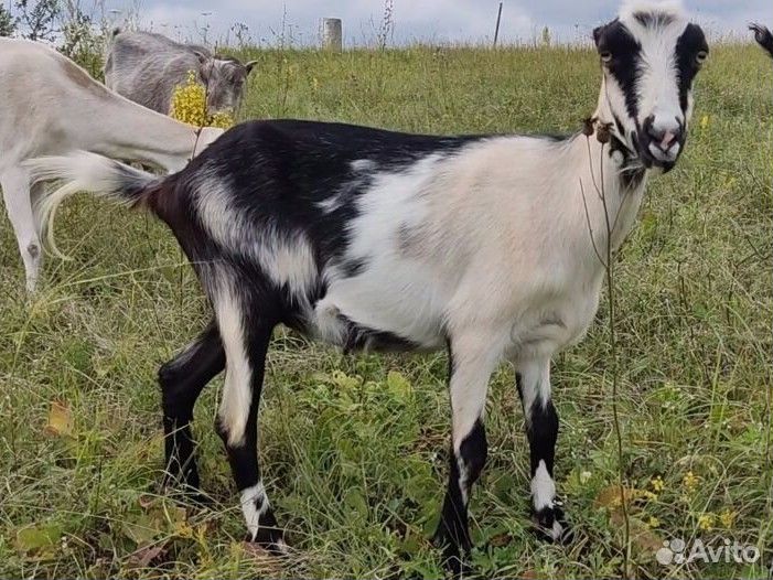 Дойные козочки, некози и козлики на племя
