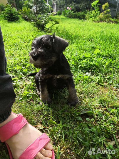 Щенок щвергшнауцера девочка