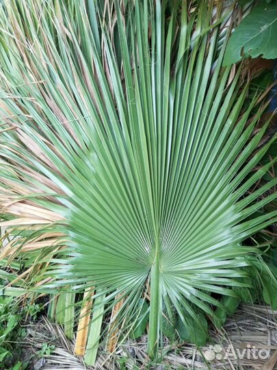 Пальмовые листья (пики, мини пики)