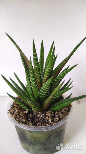 Хавортия полосатая (суккуленты)