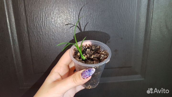 Бокарнея нолина