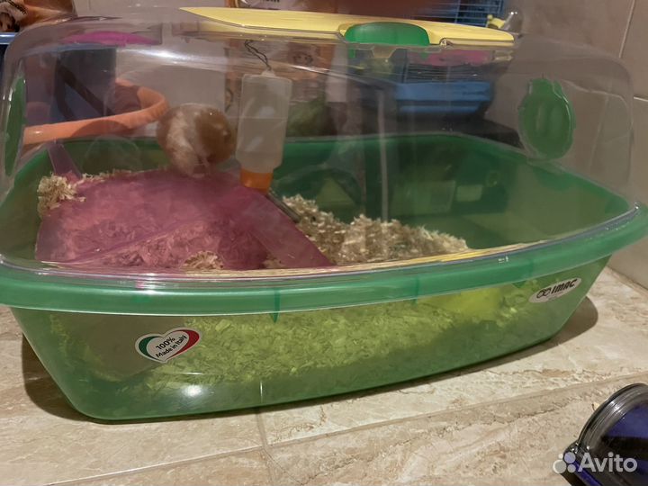 Хомяк с клеткой