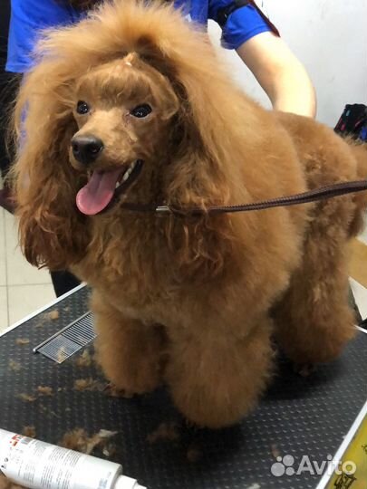 Грумминг собак