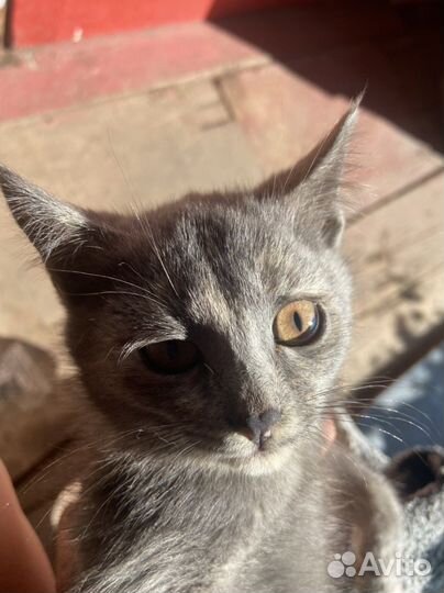 Котенок в дар