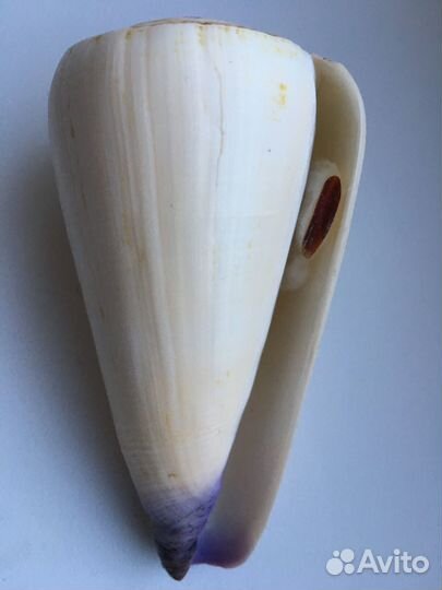 Морские ракушки раковины