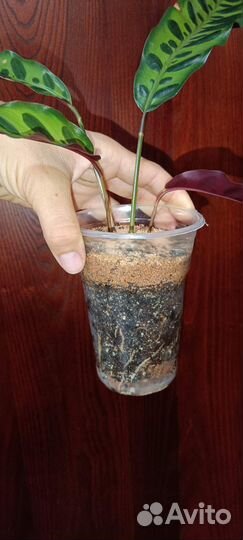 Калатея Строманта Триостар и Ланцифолия