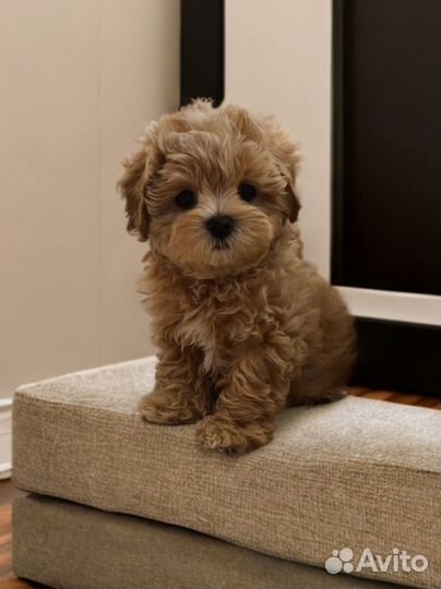 Мальтипу мини Ф1