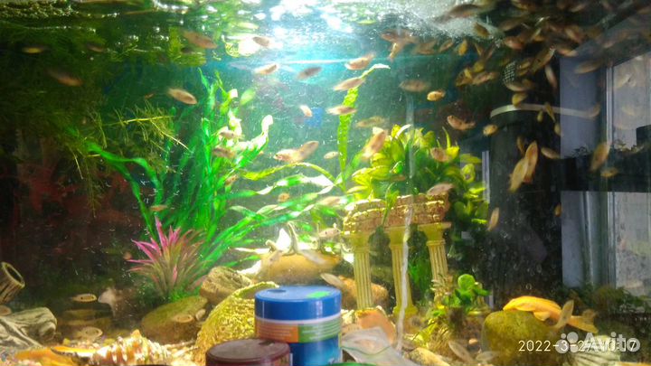 Продаются аквариумные рыбки