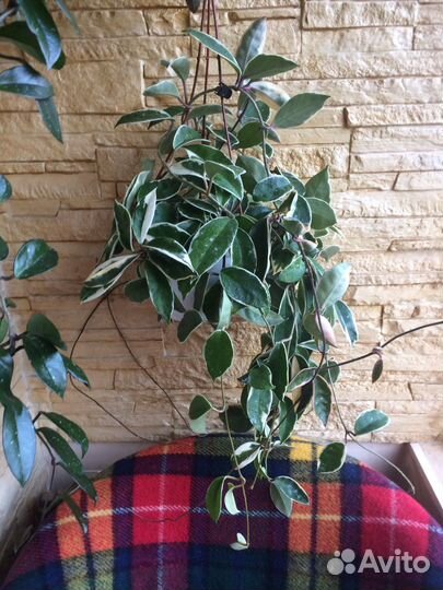 Хойя Кримсон Квин взрослое растение