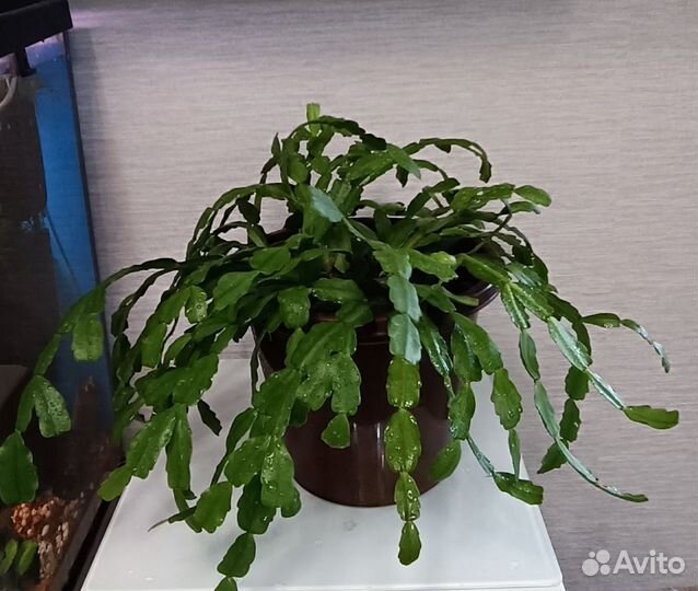 Цветок декабрист