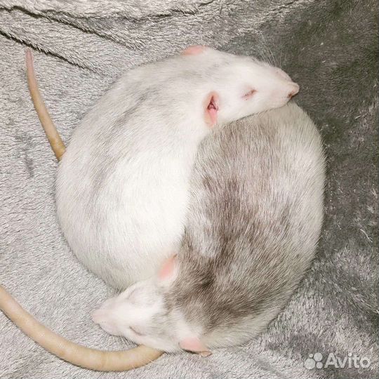 Передержка маленьких и экзотических питомцев