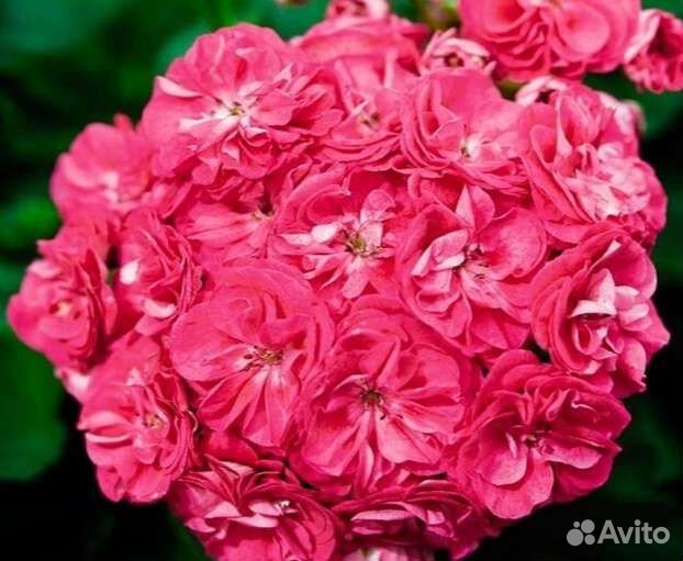 Пеларгонии сортовые