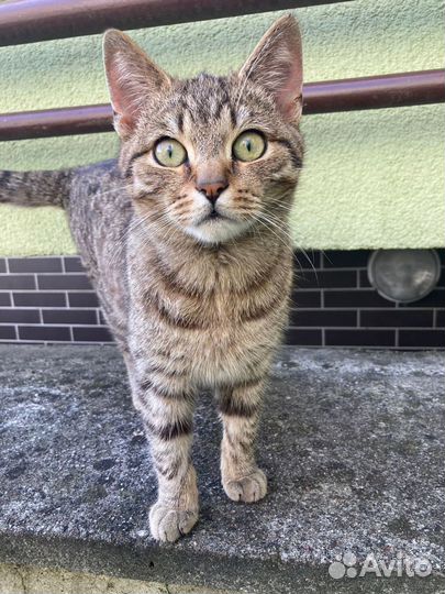 Молодой кот ищет дом