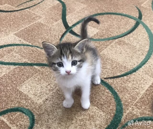 3 кошечки и 1 котик в добрые руки