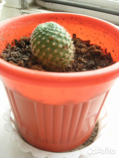 Кактус ребуция