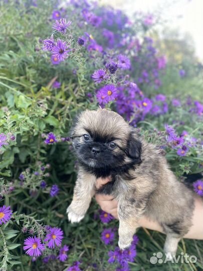 Щенки пекинеса