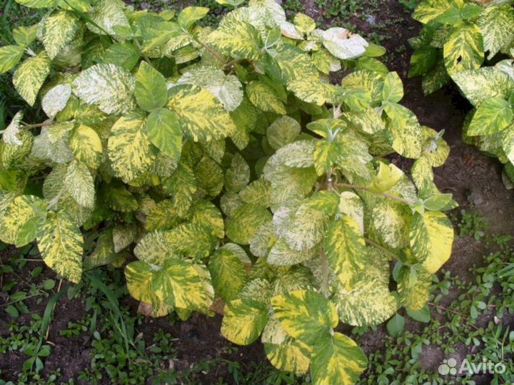 Калина Гордовина (Вариегата)