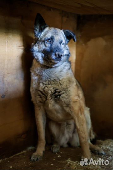 Собака в добрые руки