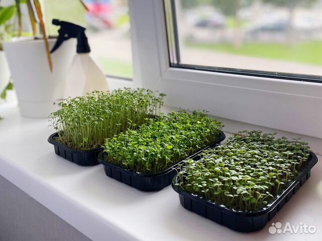 Контейнер для микрозелени (розница и опт) арт.В118