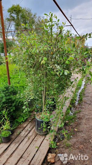 Ива козья Kilmarnok