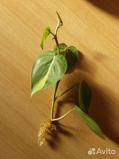 Филодендроны Рэд Эмеральд и Скандекс Бразил