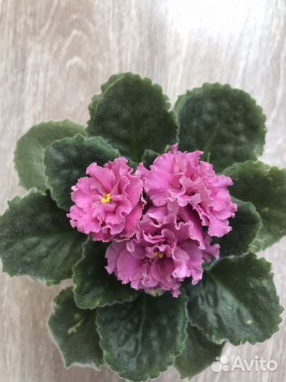 Фиалка сортовая