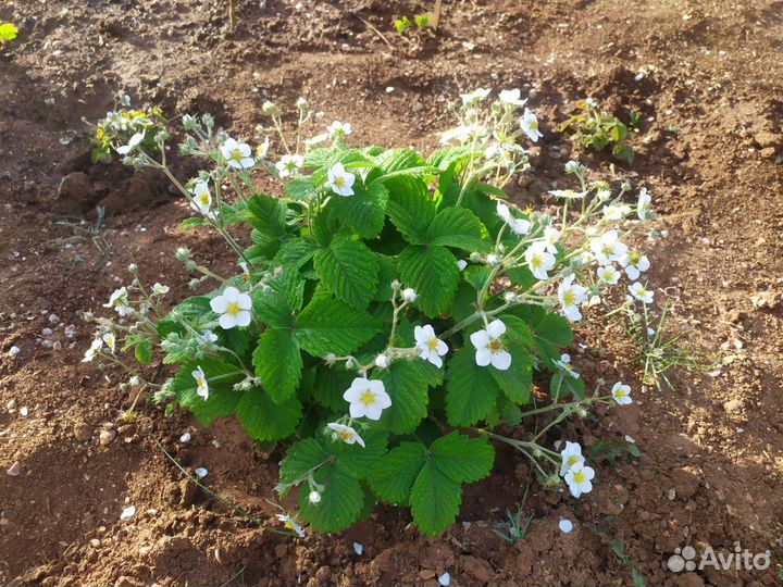 Рассада земляники