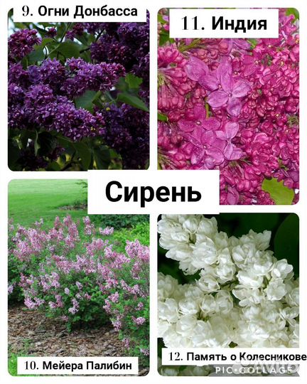 Декоративные кустарник (саженцы, цены и сорта в оп