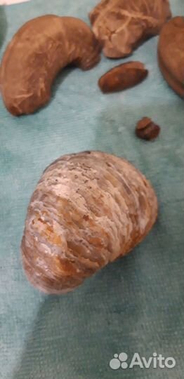 Окаменелости аммониты