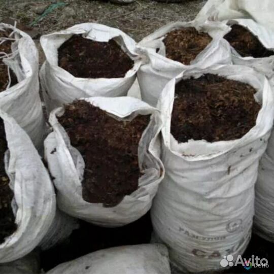 Новоз конский перегной