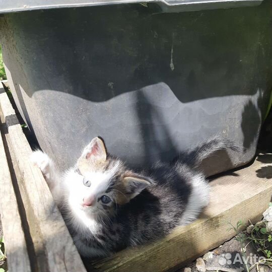 Кошечка в добрые руки