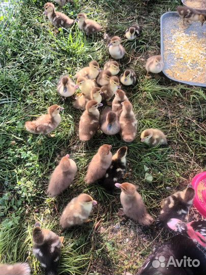 Утята индоутки