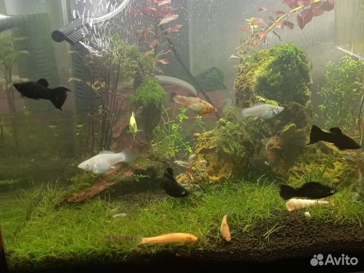 Аквариумные рыбки молинезии