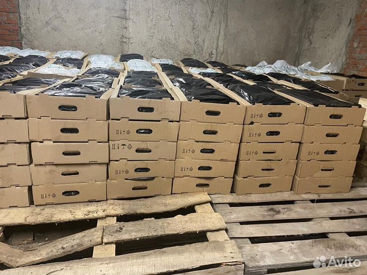 Сеянцы ели окс