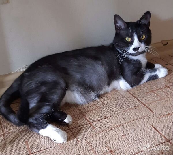 Кошка Мальва ищет дом