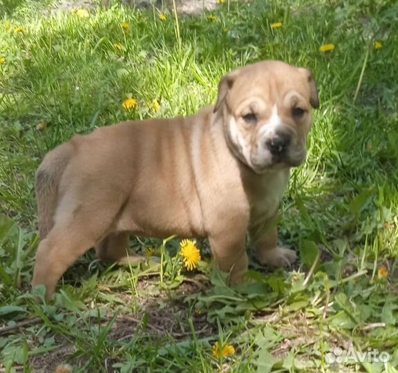 Щенок майоркского мастифа(Ка-деБо)
