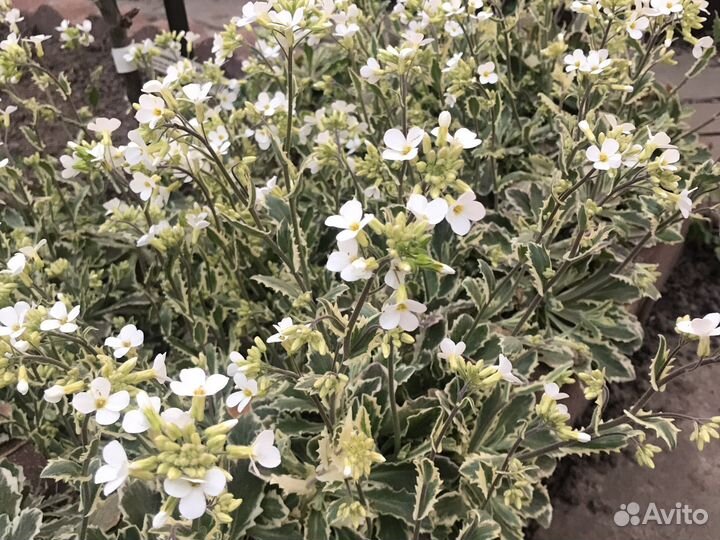 Арабис пестролистный